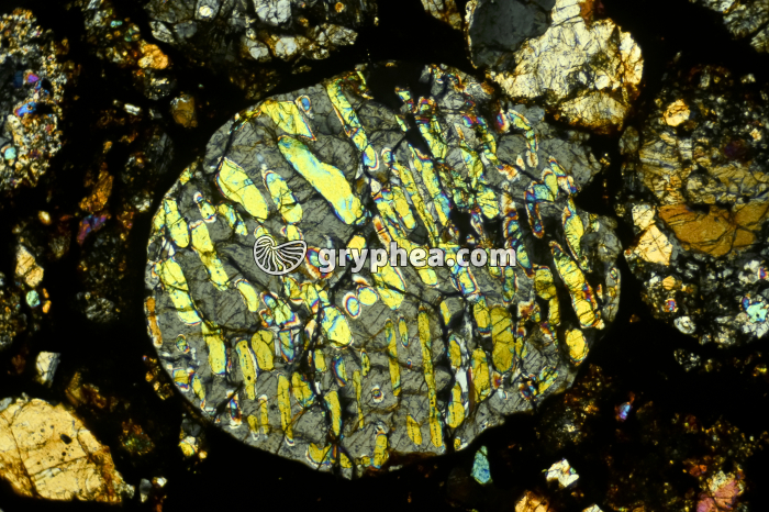 Météorite (Chondrite de type LL) LPA x16 - gryphea.com